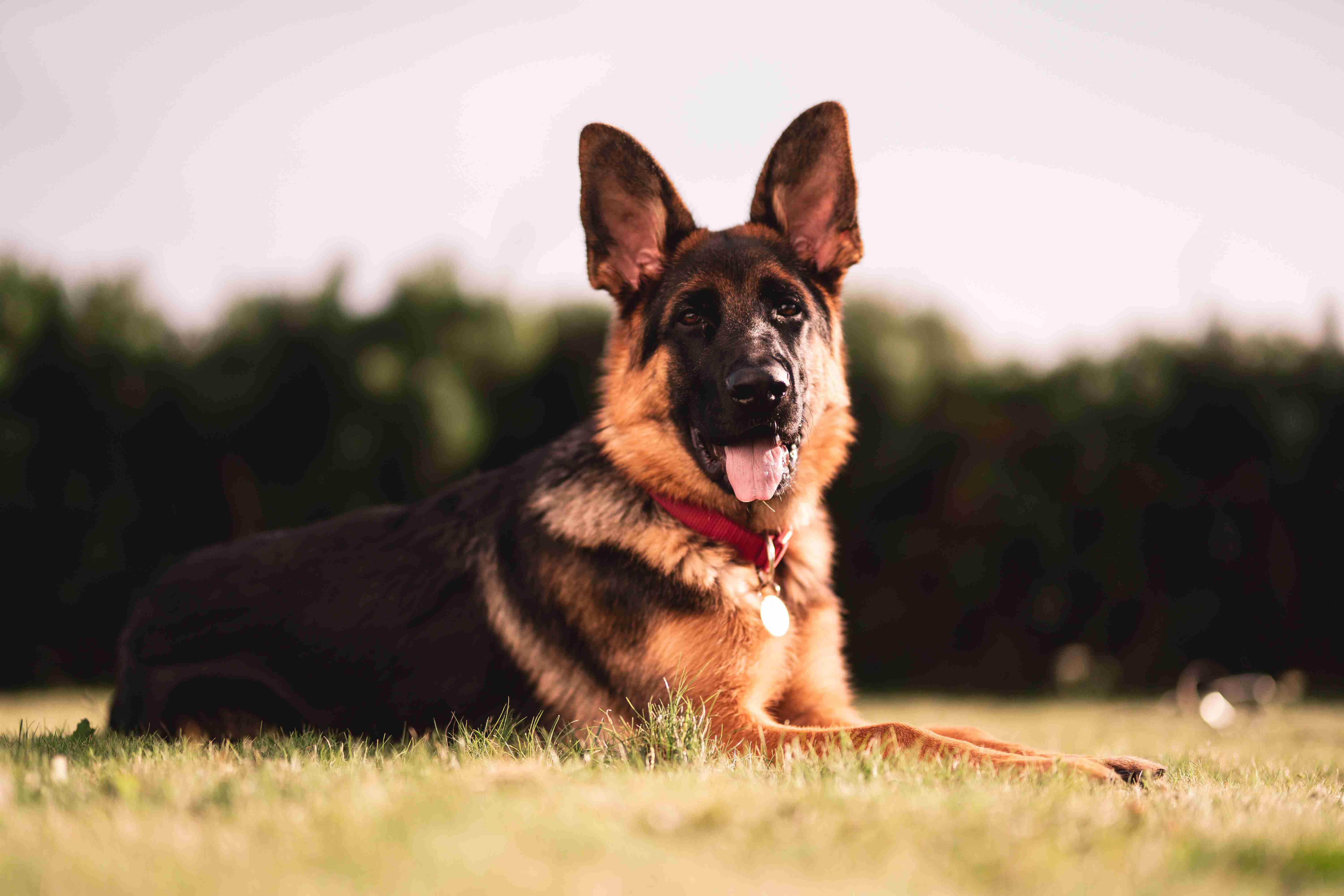 What is the best way to introduce a German shepherd to a new baby in the household?